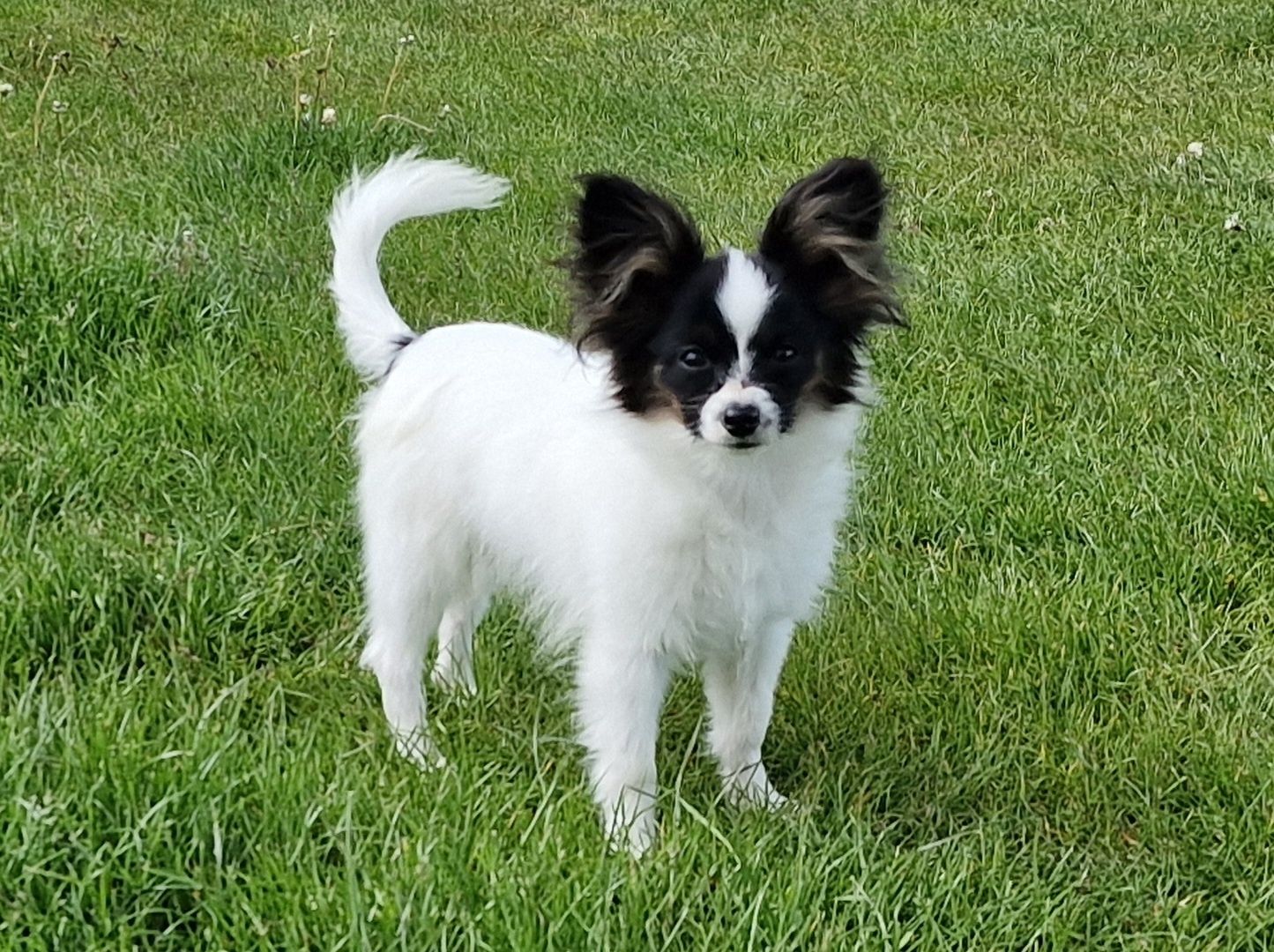 Piesek papillon spaniel kontynentalny miniaturowy .