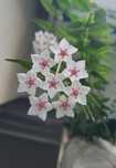 Hoya bella zielona