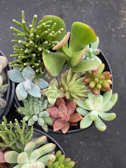 Набір свіжозрізаних сукулентів 250 грн