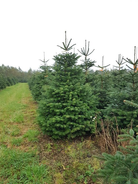 Choinki Jodła Kaukaska Premium