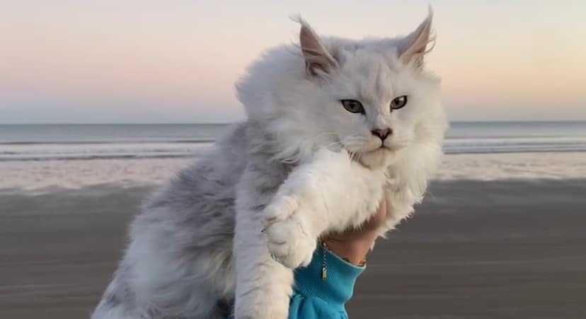 Kocur Kot Maine Coon Srebrny /Silver /Dymny /Pale