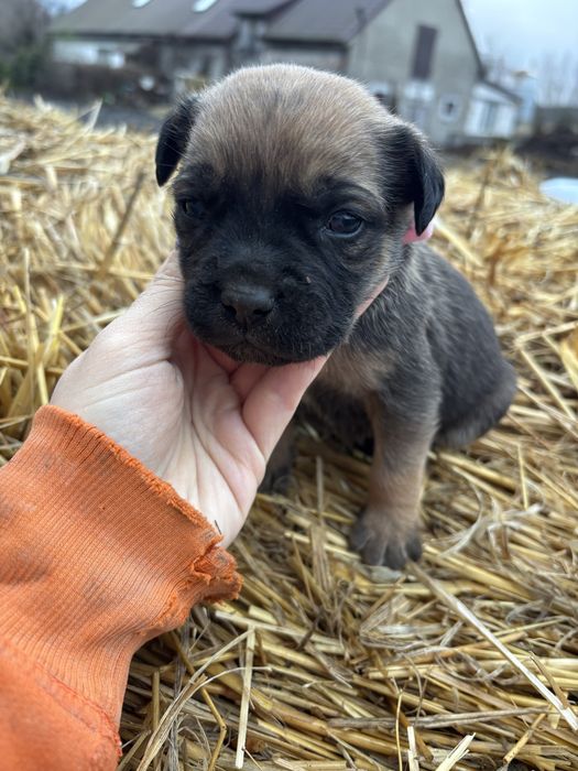 Szczeniaki do oddania