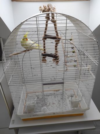 Nimfa papuga roczna zdrowa z klatką