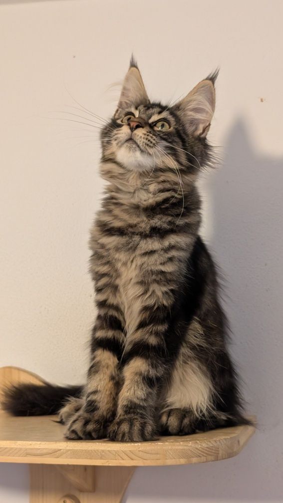 Kotka klasyk Maine Coon. Zapraszamy