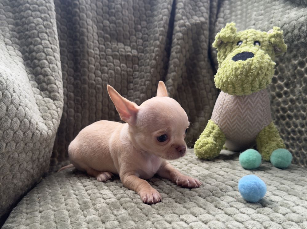 Chihuahua PIESKI  gotowe do odbioru