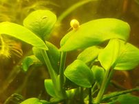 Rośliny akwariowe. Anubias dwie odmiany  , 18 zł sztuka.