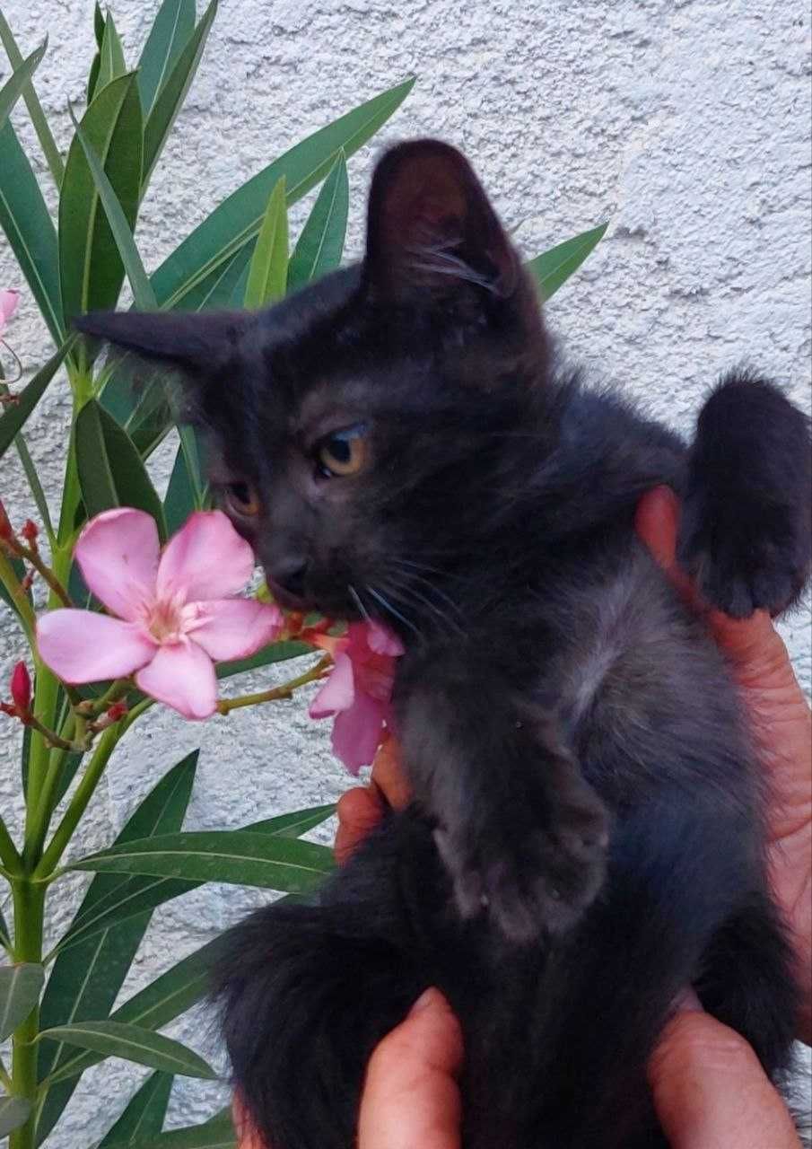 Котята в хорошие руки