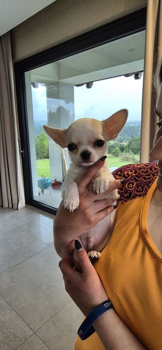 Chihuahua Krótkowłosy ZKwP samiec