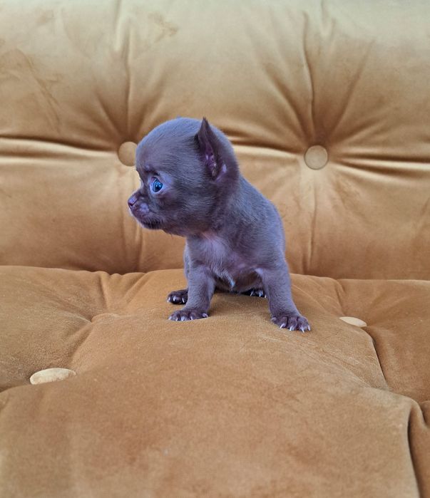 *CHANTI* Przepiękna maleńka sunia chihuahua