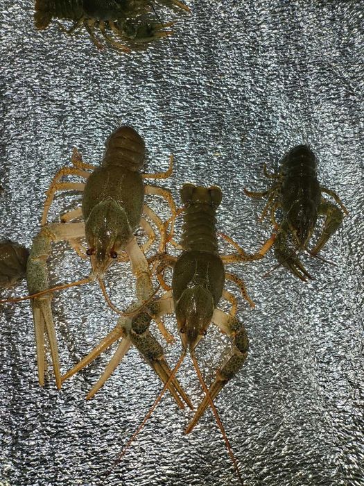 РАКИ  делікатес з чистих водойм