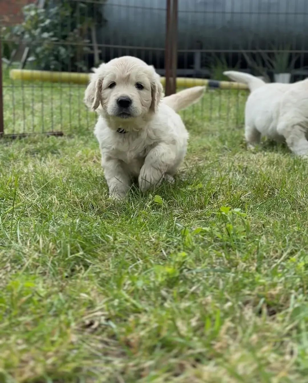Golden Retriever, prześliczny piesek !!!