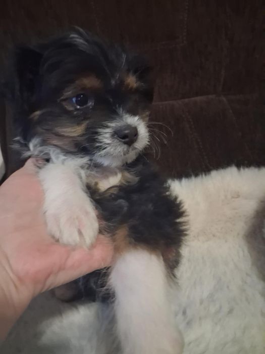 Oddam za darmo śliczną suczkę po yorku i shih -tzu