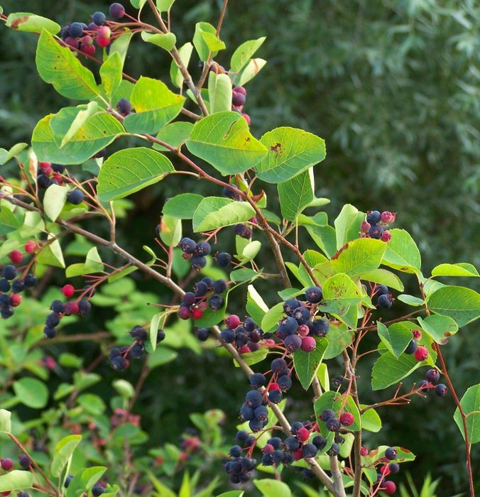 Ірга. Саджанці ірги