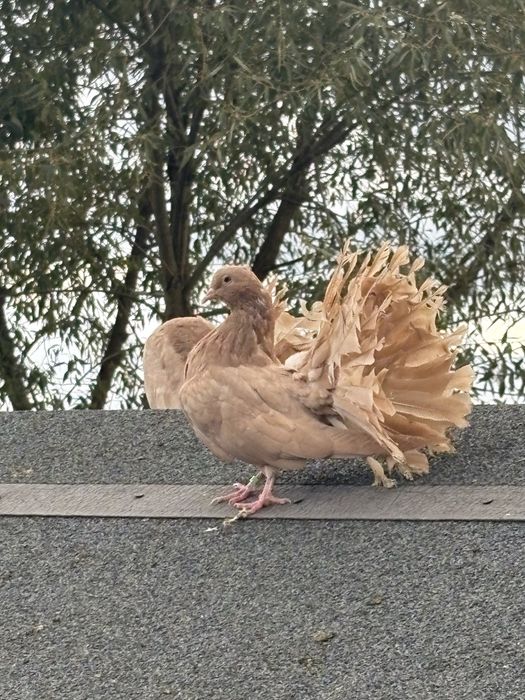 Pawiki żółte młode