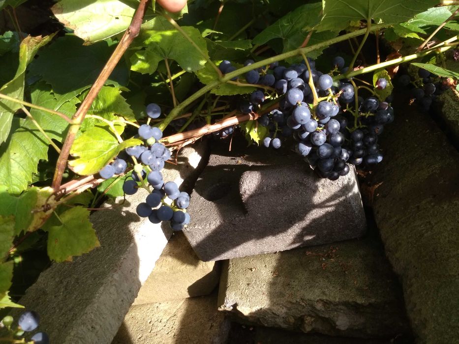 Winogron  na wino soki przeciery - BIO