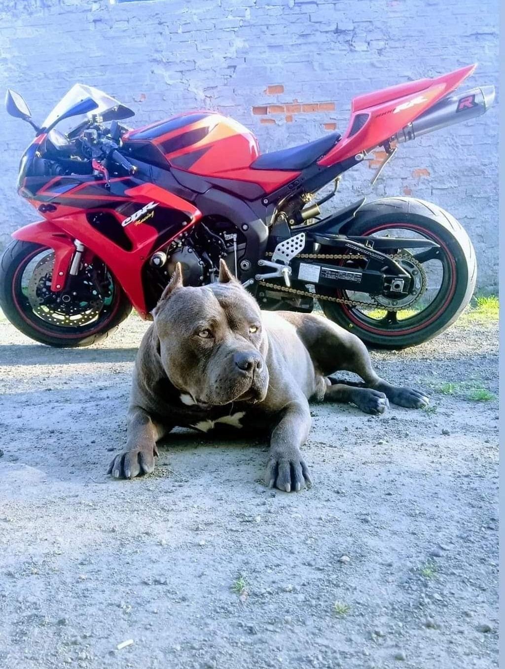 American staffordshire terrier