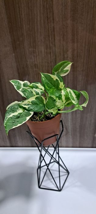 Епіпремнум золотавий 'N'Joy'