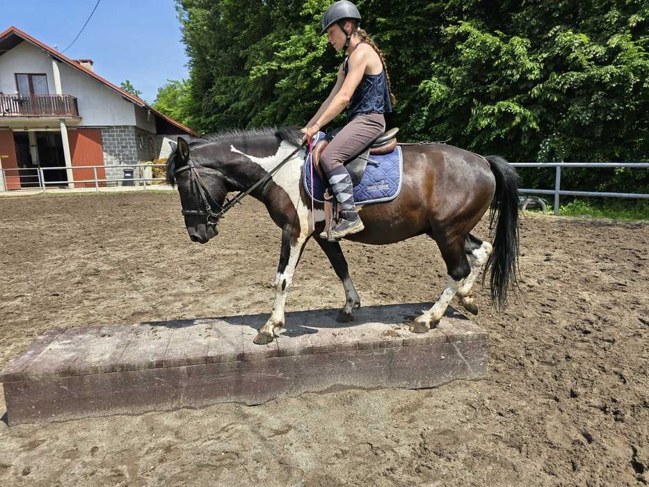 Orzeł (Polan) koń huculski