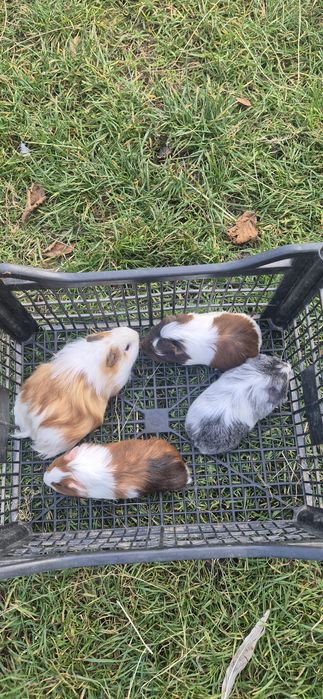 Świnki morskie krótkowłose