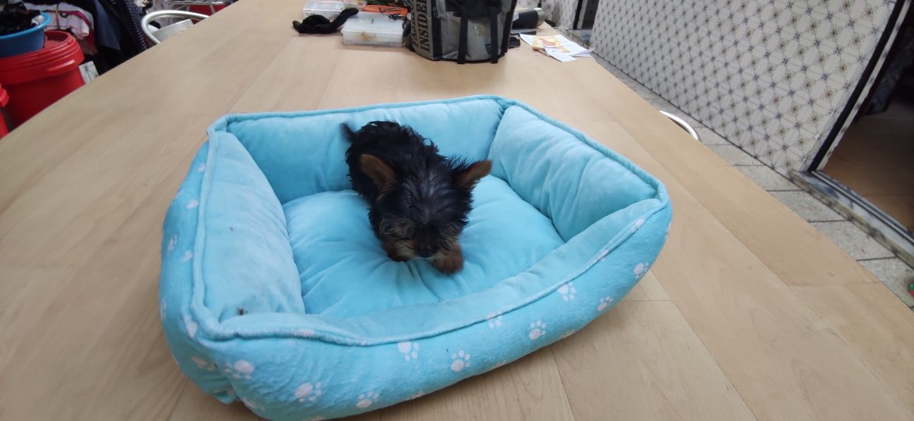 Yorkshire Terrier miniatura criado em ambiente familiar disponível par