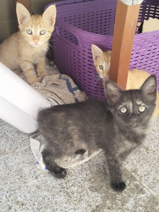 4 Gatinhos para adoção