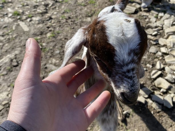 Англо-нубійські козлики