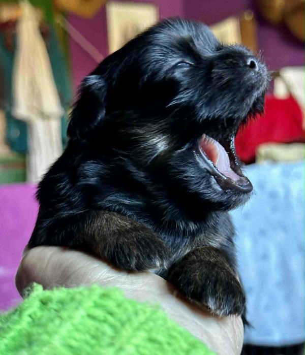 Cudne szczenię Lhasa Apso