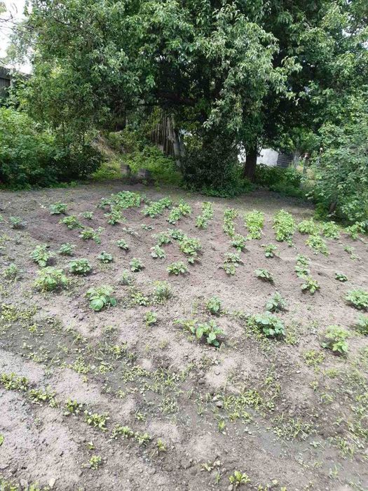 Ділянка 9 соток у садовому товаристві "Якір", приватизована RD