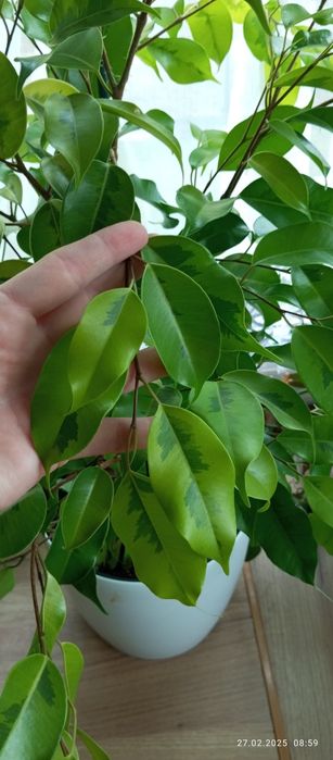 Ficus Benjamina yellow gold