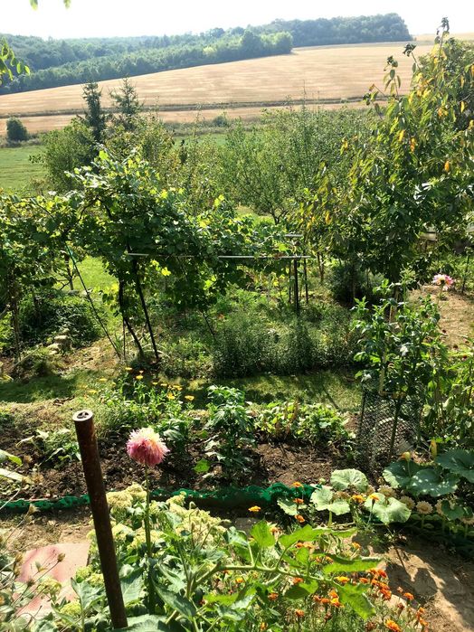 Продам цікаву земельну ділянку 17 соток біля Козова Тернопіль обл.