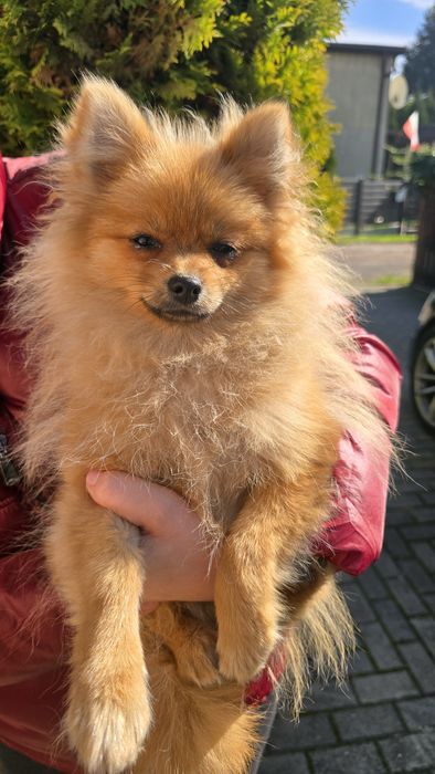 Szpic miniaturowy Pomeranian Suczka