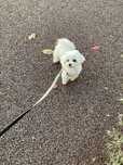 Dog walking em Canidelo ,Gaia