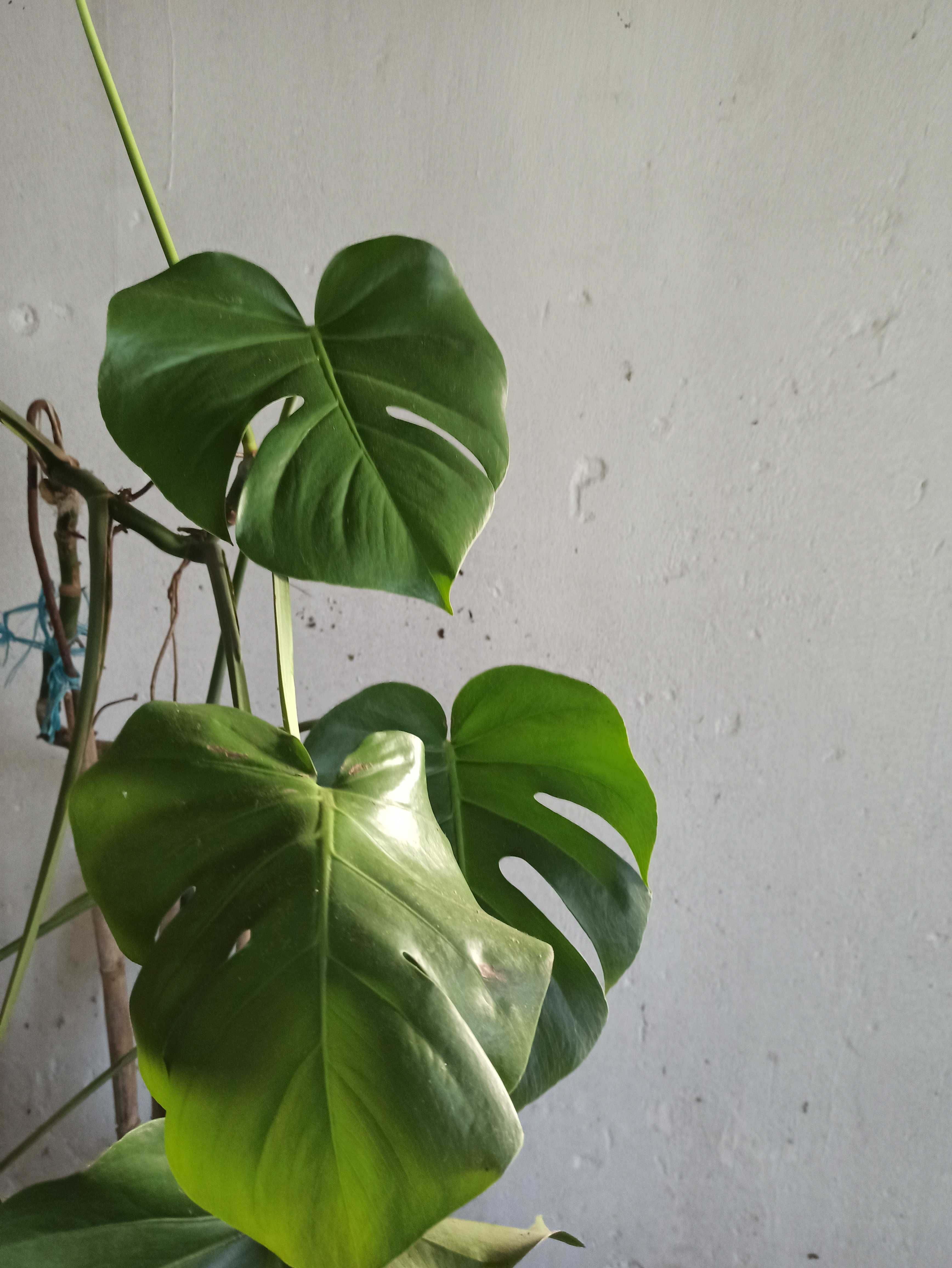 Monstera deliciosa