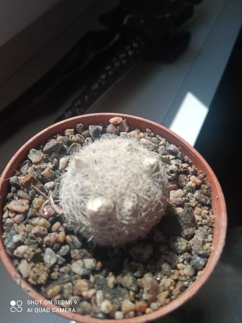 Mammillaria chionocephala