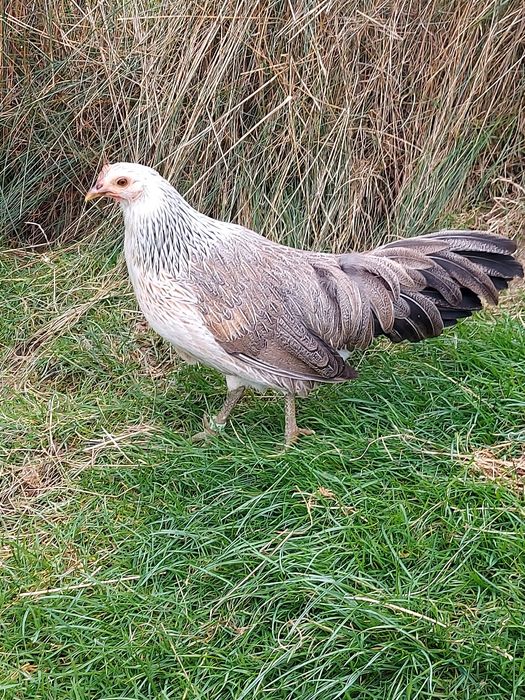 Onagadori srebrne