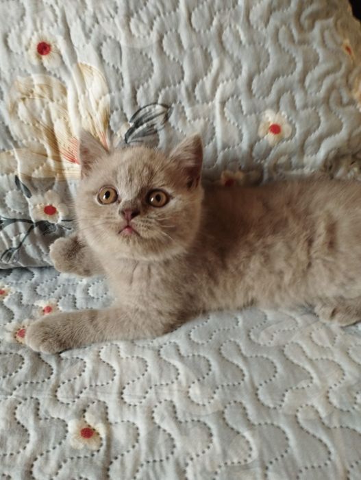 Scottish Straight fêmea