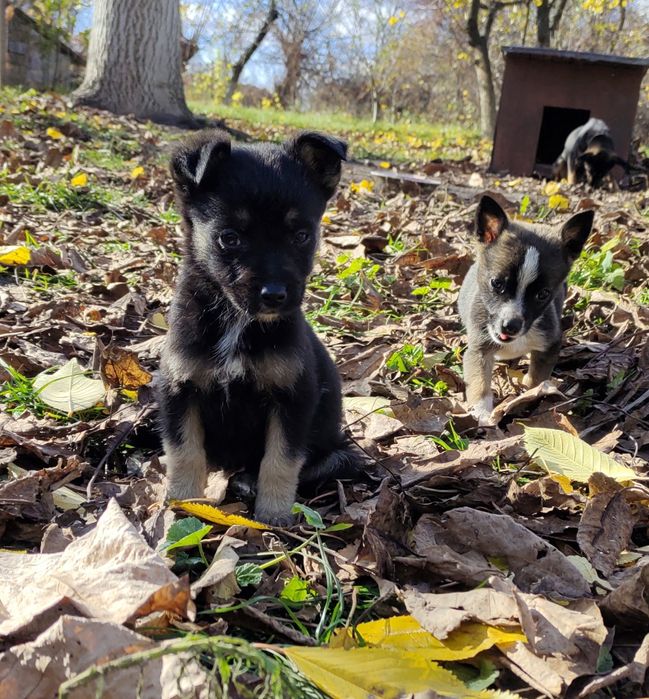 Терміново! Собачки собаченята песики в добрі руки Козятин Глухівці