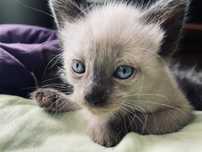 Gatinhos para adopção