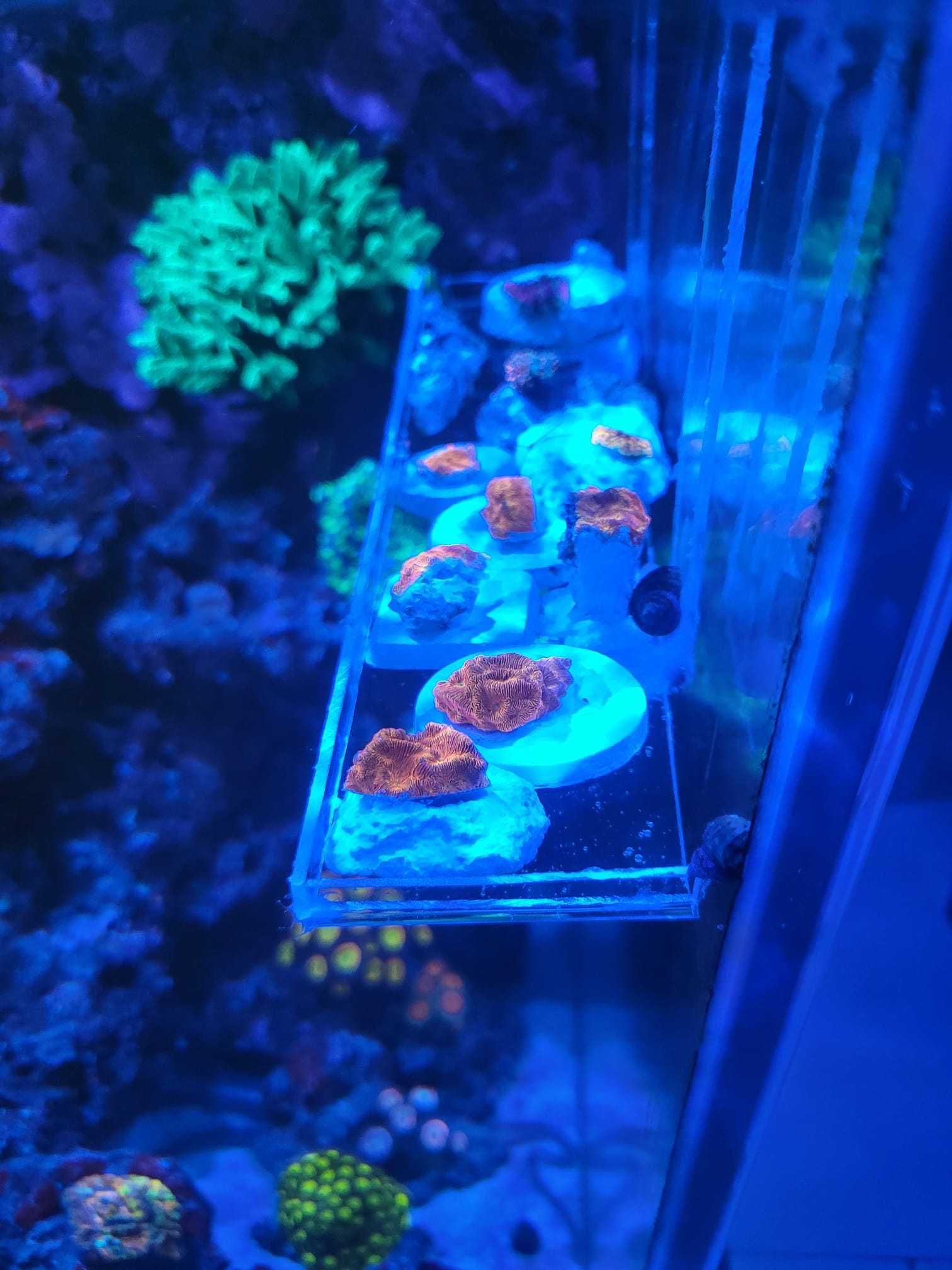 Leptoserys,koralowiec akwarium morskie