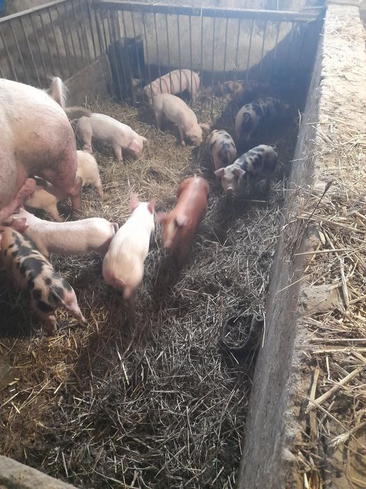 Prosiaki, prosiak  2 miesięczne