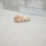 Sharpey femea  bebe