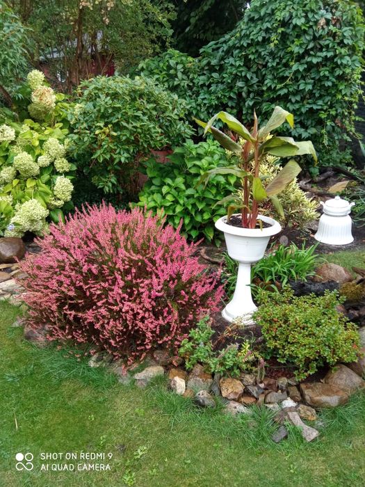 Pilnie sprzedam ogródek działkowy ROD RAJ