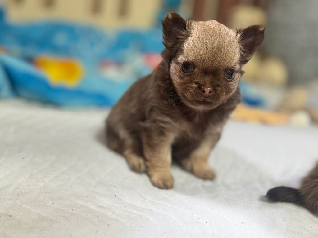 Chihuahua długowłosy fci badania