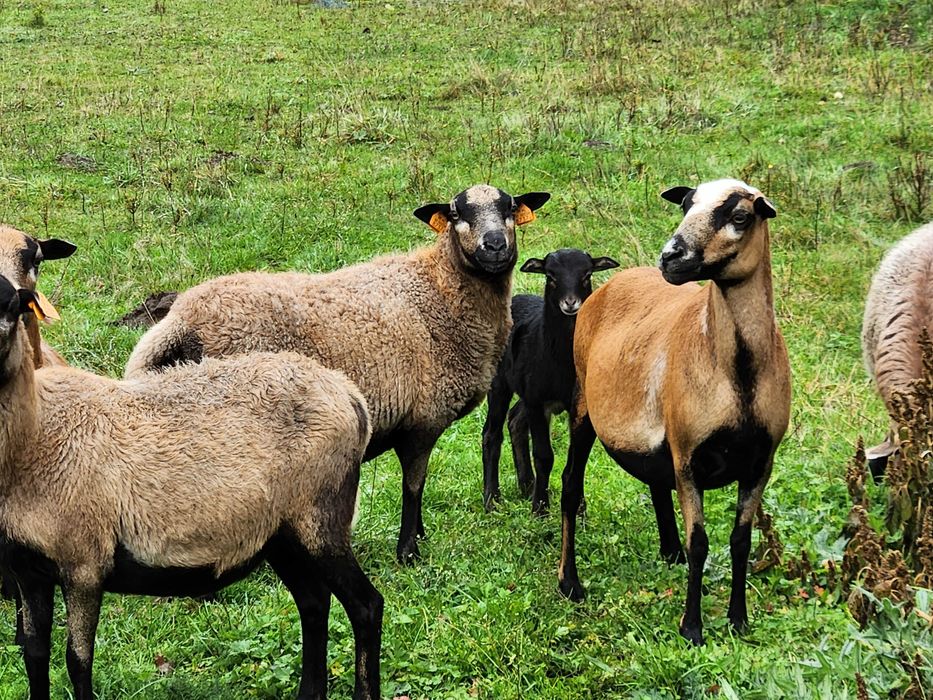 Sprzedam Owce kameruńskie