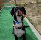 Procura-se uma nova família cheia de amor para o meu cão Snoopy