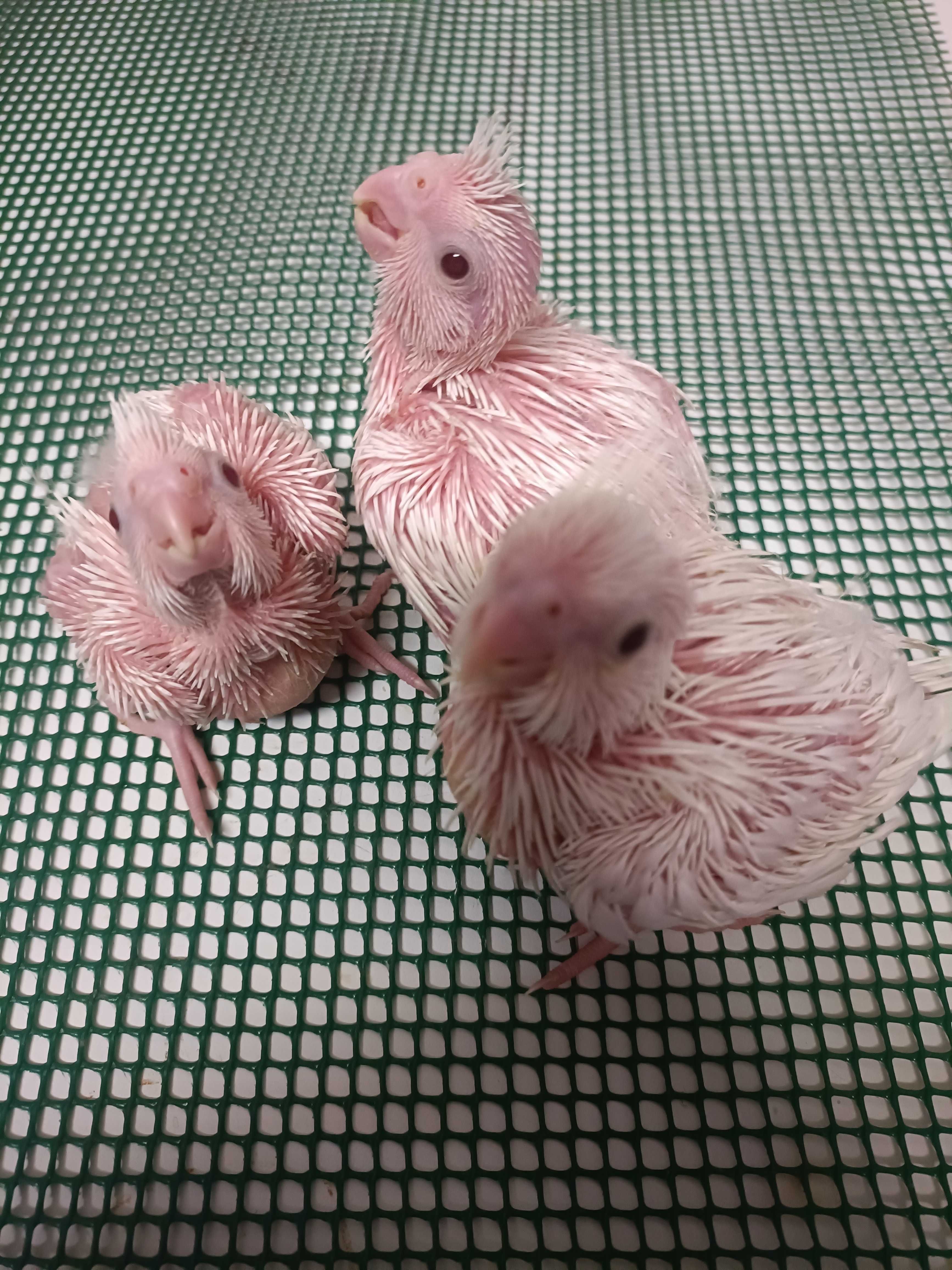 Caturras albinas para criar a mão.