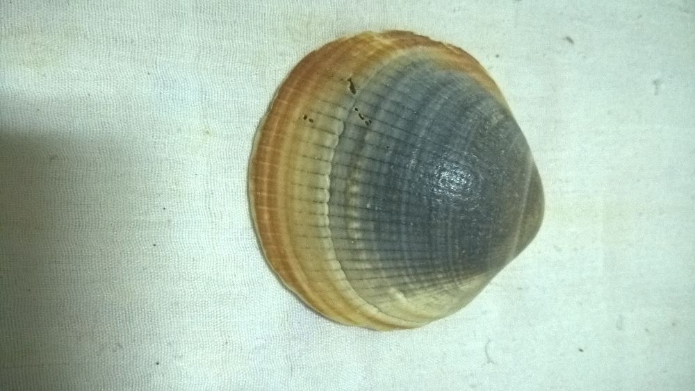 Concha redonda cinza e bege