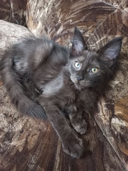 Wesoły kocurek Maine Coon