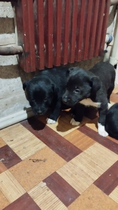 У добрі руки цуценята