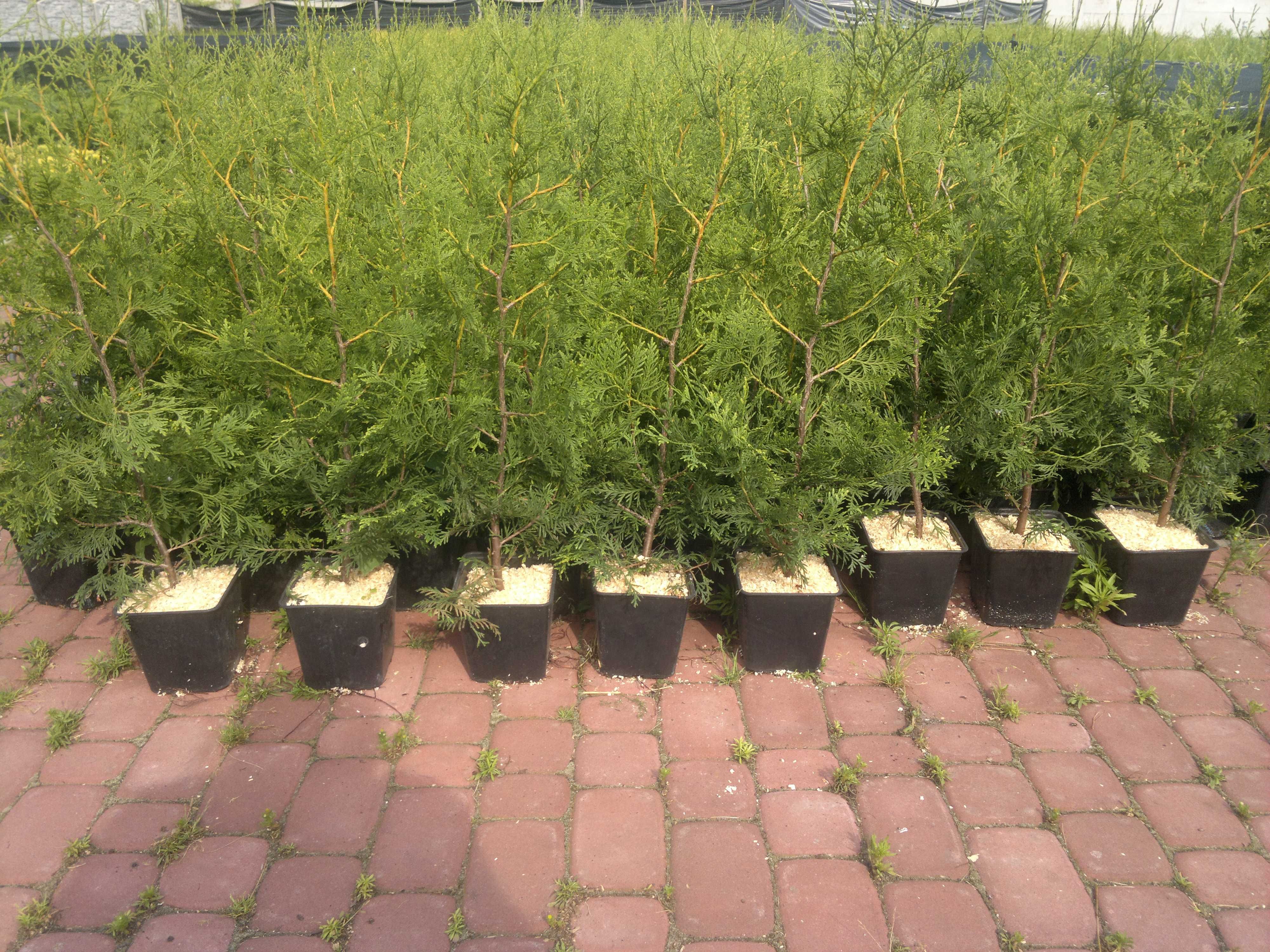 Thuja Brabant Doniczka gwarancja przyjęcia transport sadzenie wysyłka